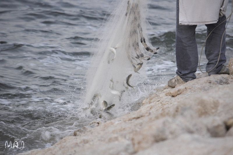 A fisher hauling a net on the Gulf coast